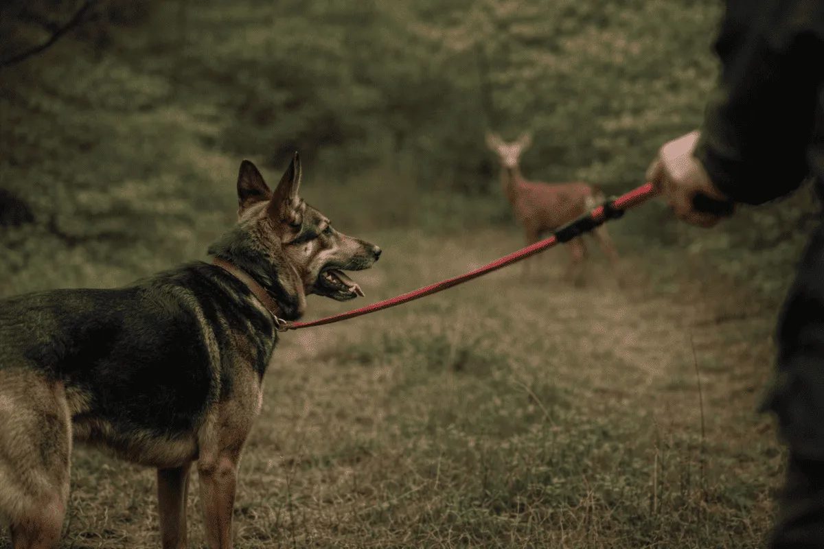 Anti-Jagd-Training im Saarland – Hund an der Leine reagiert auf Wild im Wald