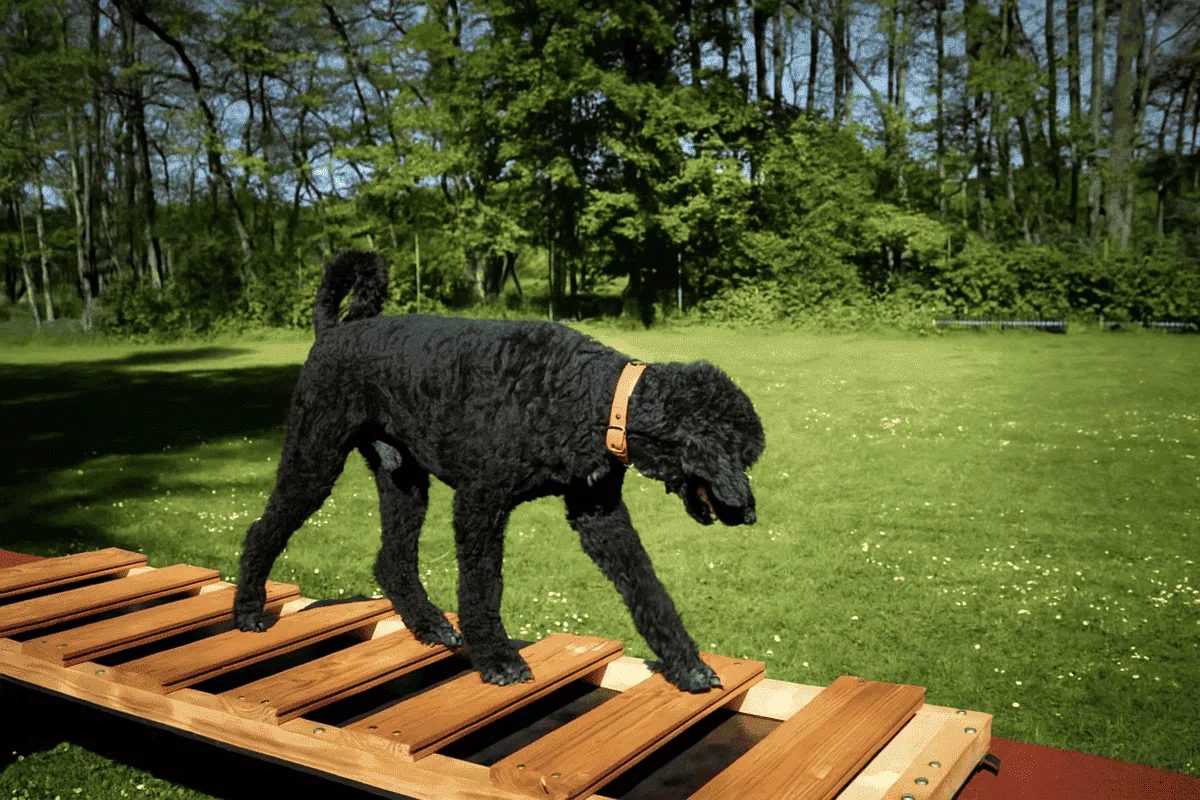 Ein schwarzer Pudel balanciert konzentriert über eine niedrige Holzpalette im Grünen; im Hintergrund Rasen, Bäume und sonniges Wetter – eine typische Dogility-Übung zur Förderung von Koordination und Körpergefühl