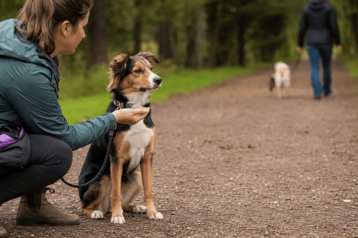 „Hundetraining zur Angstbewältigung: Ein Hund sitzt entspannt neben seiner Halterin und wird mit Futter belohnt, während im Hintergrund ein weiterer Hund vorbeigeht.“