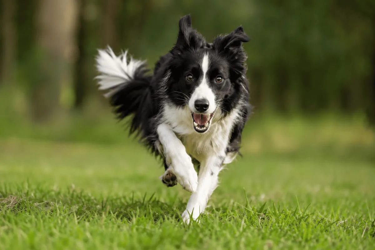 Ein sehr energiegeladener Border Collie läuft über eine Wiese und wirkt dabei aufmerksam und konzentriert. Mit aufgerichteten Ohren und nach vorne gerichtetem Blick fokussiert er seine Umgebung. Das Bild veranschaulicht Hyperaktivität, Aufmerksamkeit, Impulskontrolle und individuelle Verhaltensunterschiede bei Hunden in einer natürlichen Umgebung.
