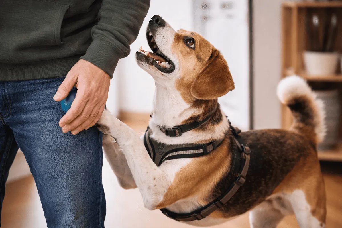 Hund fordert Aufmerksamkeit und legt seine Pfote auf das Bein seines Besitzers – typisches Beispiel für forderndes Verhalten beim Hund.
