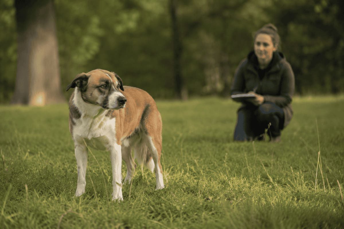 Hund zeigt subtile Körpersprache bei einer Verhaltensanalyse zu Aggression und Stress, während eine Trainerin sein Verhalten aus Abstand beobachtet.