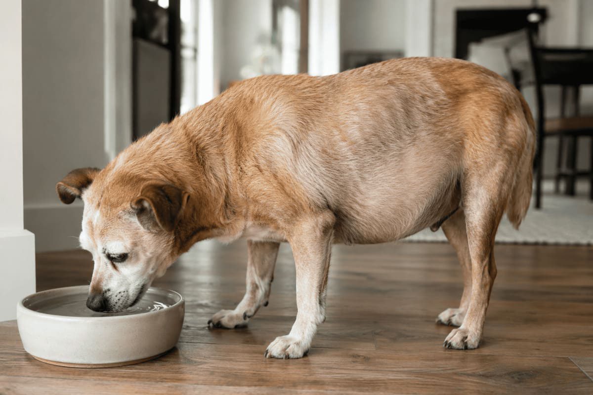 Hund trinkt auffällig viel Wasser aus einem Napf in der Wohnung. Der Hund steht vor dem Wassernapf und zeigt damit ein mögliches Anzeichen für vermehrten Durst (Polydipsie), wie er unter anderem beim Cushing-Syndrom beim Hund auftreten kann. Das Bild symbolisiert die Bedeutung, Trinkverhalten zu beobachten und Veränderungen frühzeitig abzuklären.