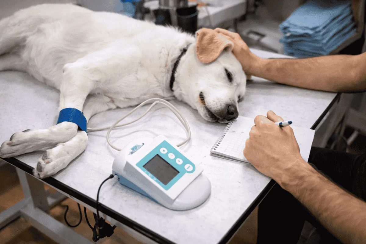 Hund liegt geschwächt auf Untersuchungstisch in Tierarztpraxis und wird wegen möglicher Vergiftung medizinisch behandelt.
