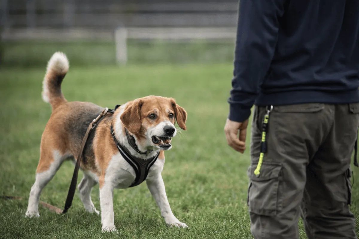 Hund zeigt Körperspannung und knurrt – Beispiel für aggressives Verhalten beim Hund und Stresssignale.