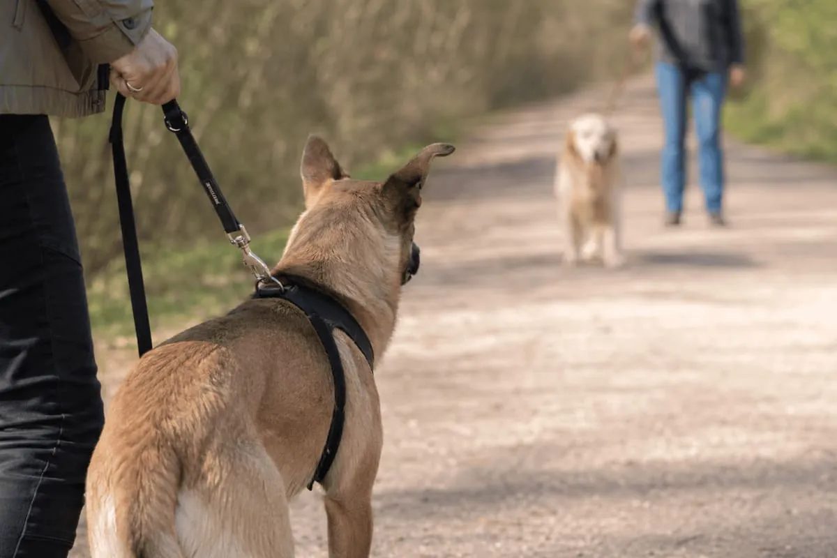 Hundetraining bei unterHUNDs in Ottweiler