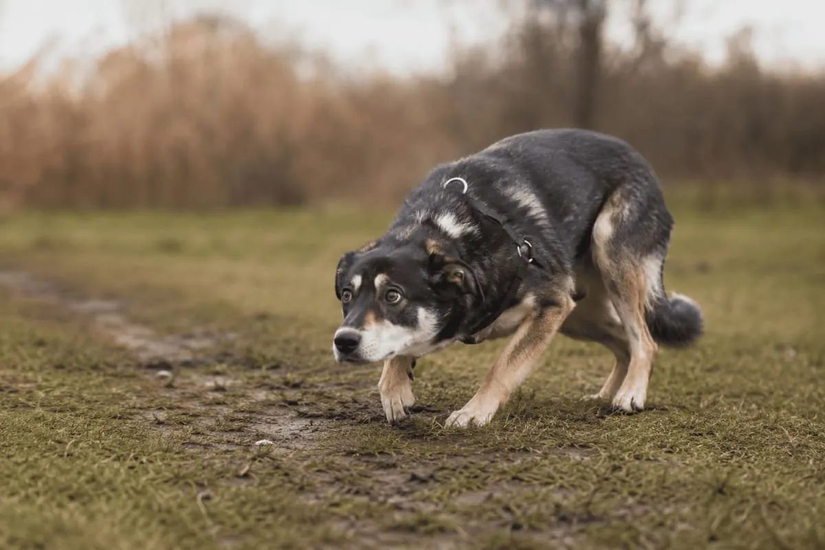 A cautious dog in a low, stretched posture on a grassy path, showing ambivalent body language associated with approach–avoidance conflict.