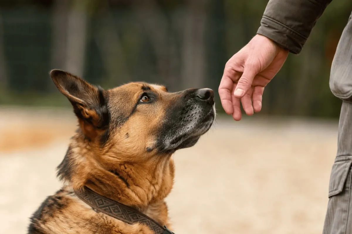 A German Shepherd mix looking calmly and attentively at a human hand during a positive interaction outdoors, symbolizing trust, cooperation, and humane dog training.