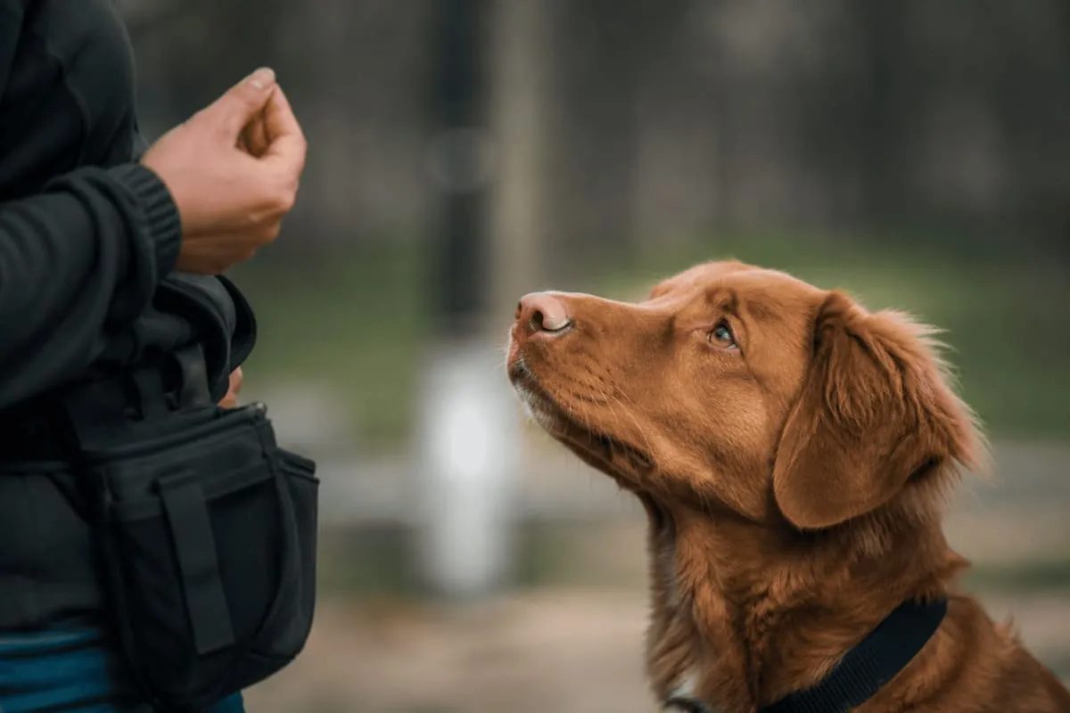 A dog looks attentively at its handler’s hand during a training session, while the handler wears a treat pouch. The outdoor scene captures a moment of positive reinforcement training with a softly blurred background.