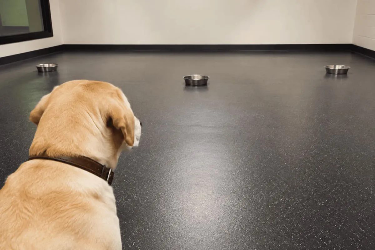 Dog participating in a cognitive bias test with multiple food bowls placed at different locations to study emotional state and decision-making.