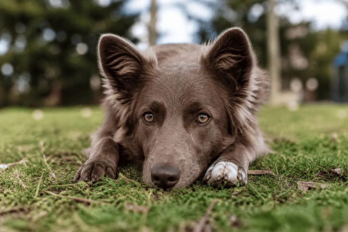 Dog lying calmly on grass with alert eyes and relaxed body language outdoors