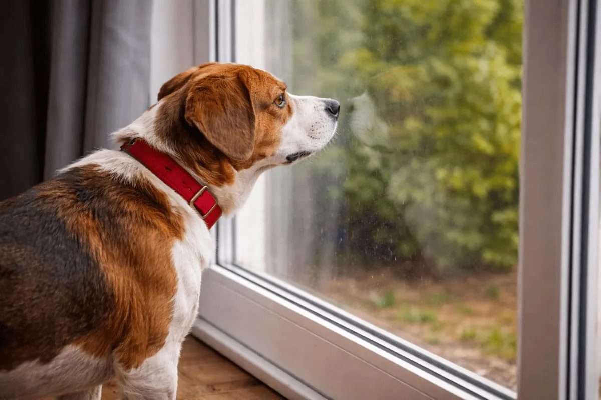Frustrated dog at a window fixating on the outside environment – example of impulse control issues and frustration behavior in dogs