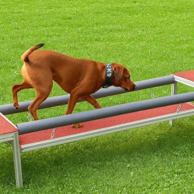 Hund überquert konzentriert ein Balance-Element