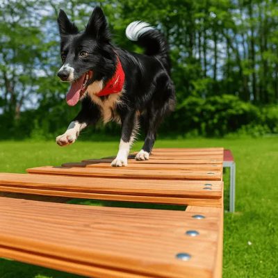Hund balanciert über eine schmale Holzbrücke im Parcours