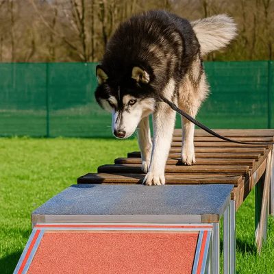 Husky läuft kontrolliert über ein Parcours-Hindernis