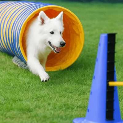Weißer Schäferhund läuft durch den Tunnel im Parcours