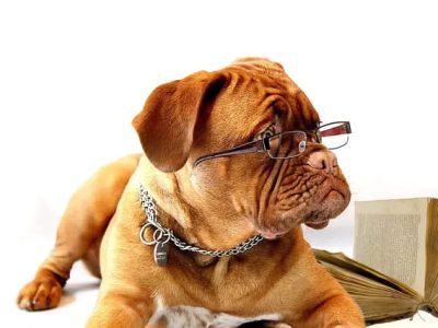 dog with reading glasses