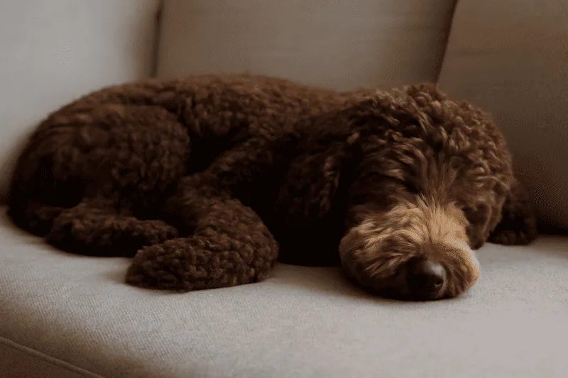Schlafender Hund träumt auf der Couch und zuckt mit den Pfoten