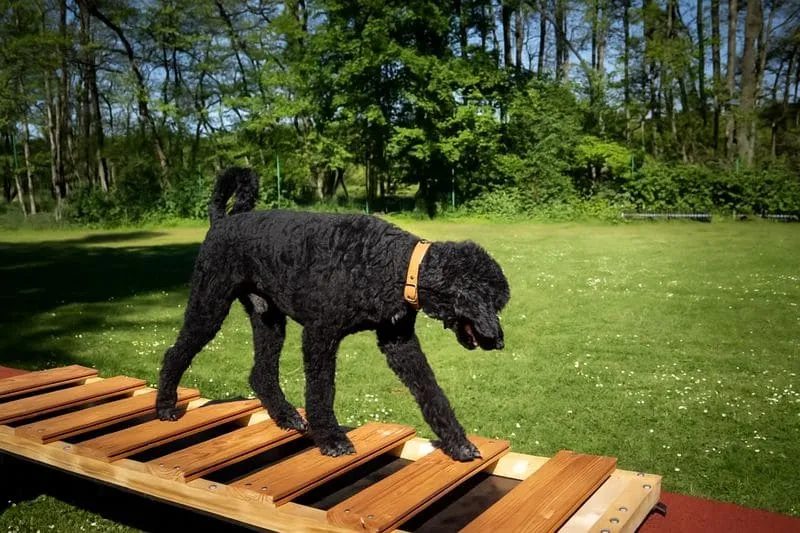 Dogility Training – Großpudel balanciert konzentriert über ein Holz-Hindernis im Parcours im Freien