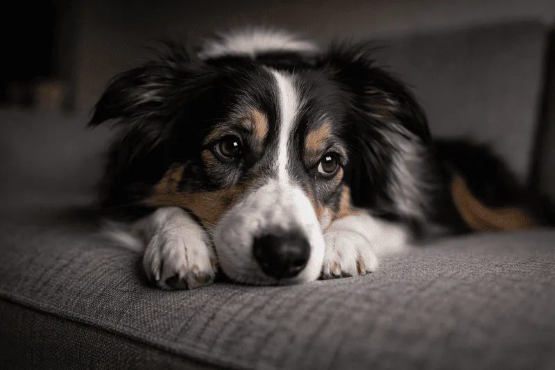 Border Collie lying quietly with head on paws, showing subdued and withdrawn body language